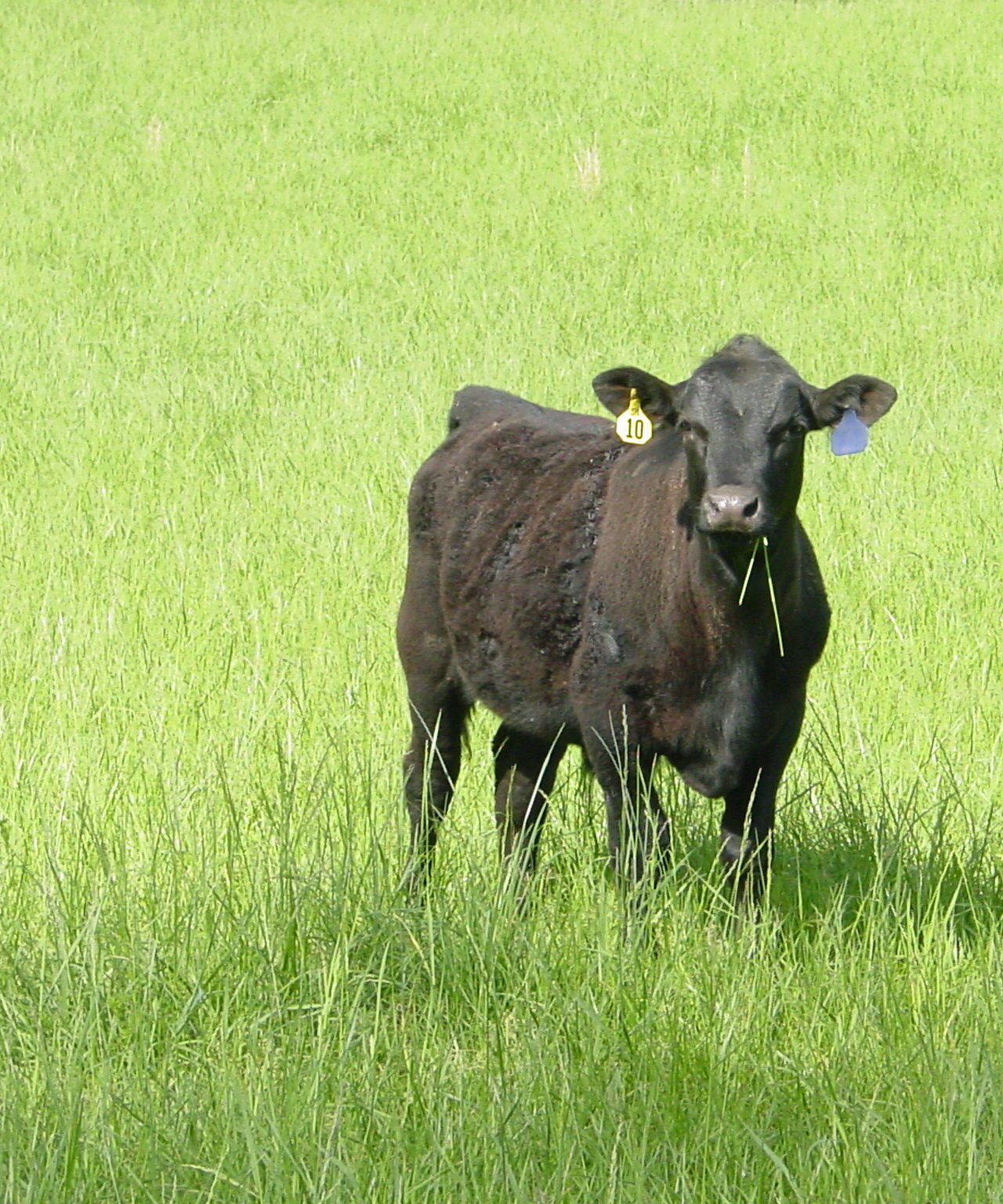 Pair of Beef Feeder Calves on Pasture 