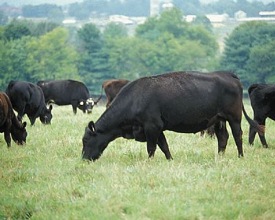 Black angus cattle grazing in field
