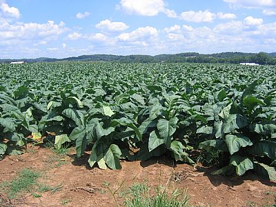 Tobacco crop