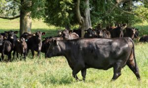 Beef cattle in pasture