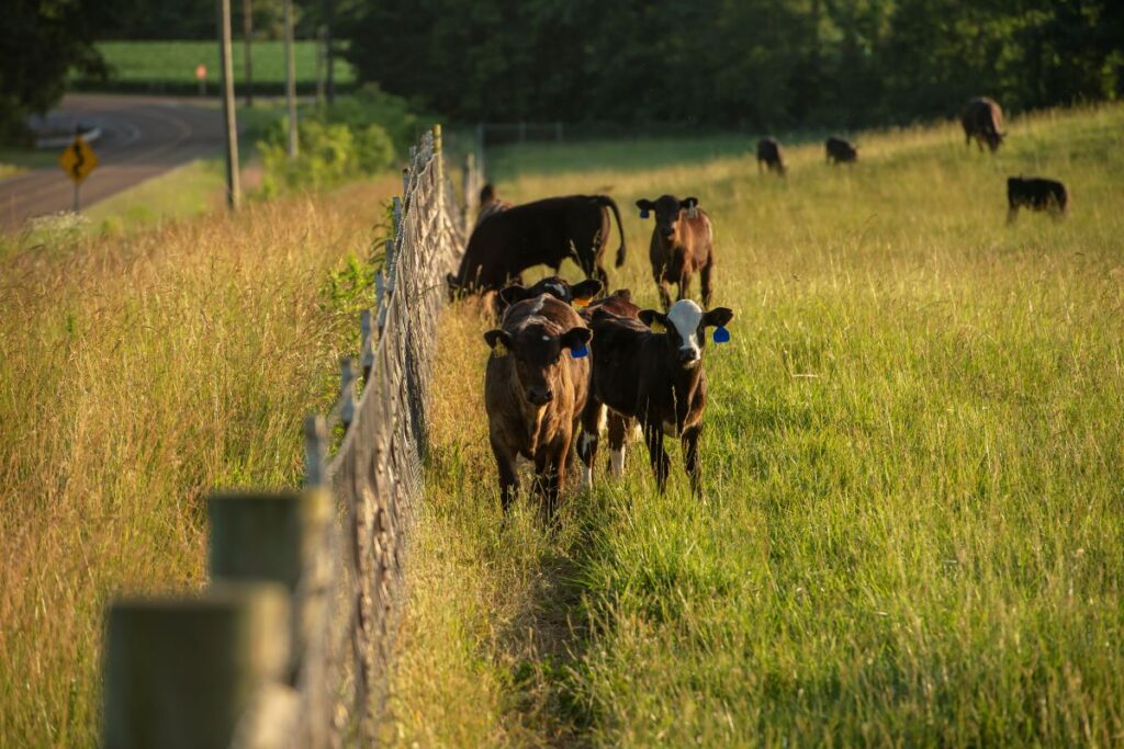 Beef cattle in pasture near fence on the Northeast TN AgResearch and Education Center