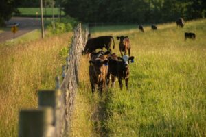 Beef cattle in pasture near fence on the Northeast TN AgResearch and Education Center