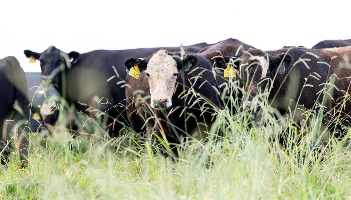 Cattle with tags in ears in a pasture on the Northeast Tennessee AgResearch and Education Center